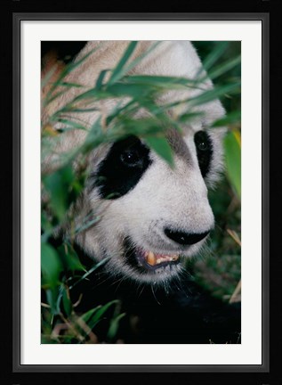 Framed Panda, Wolong, Sichuan, China Print