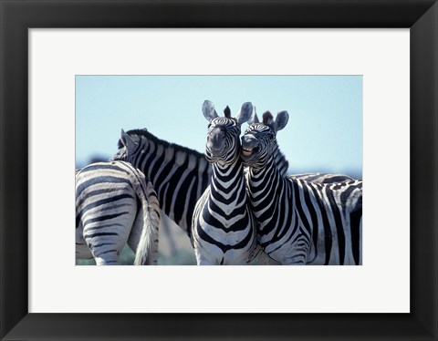 Framed Plains Zebra Side By Side, Etosha National Park, Namibia Print