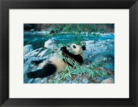 Framed Panda Eating Bamboo by Riverbank, Wolong, Sichuan, China Print