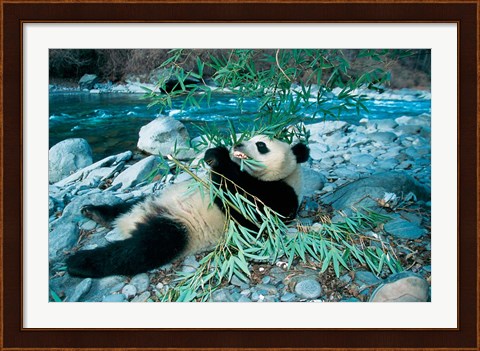 Framed Panda Eating Bamboo by Riverbank, Wolong, Sichuan, China Print