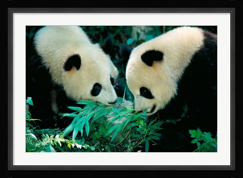Framed Pandas Eating Bamboo, Wolong, Sichuan, China Print