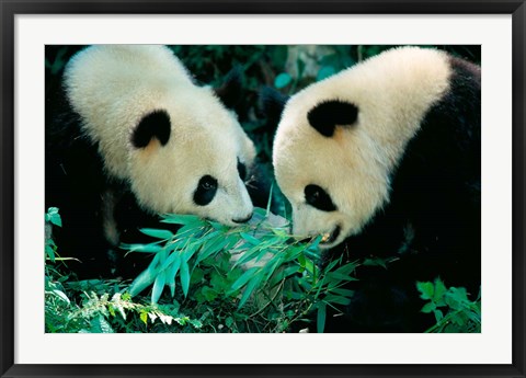 Framed Pandas Eating Bamboo, Wolong, Sichuan, China Print