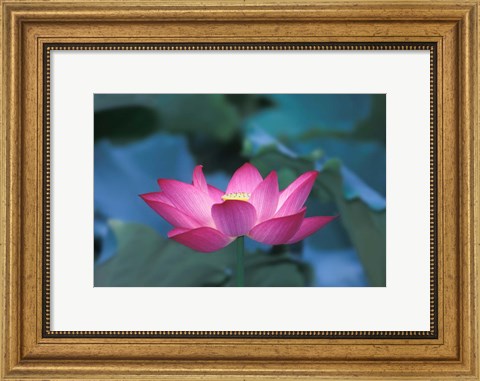 Framed Red Lotus Flower, Hangzhou, Zhejiang Province, China Print