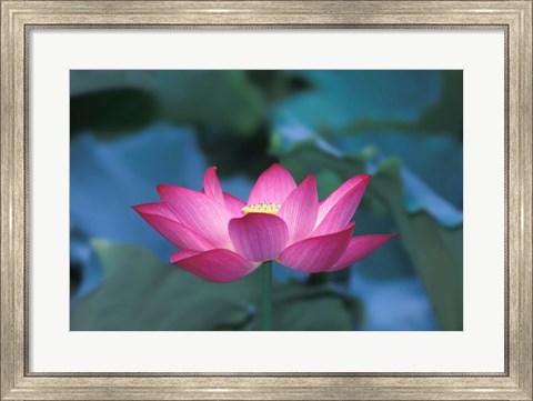 Framed Red Lotus Flower, Hangzhou, Zhejiang Province, China Print