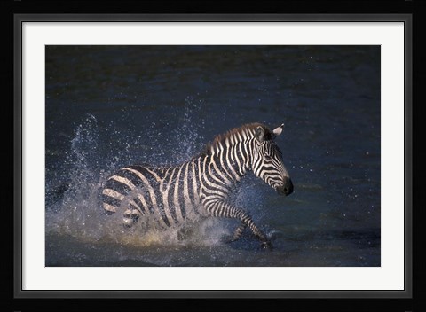 Framed Plains Zebras Splash Through Mara River, Masai Mara Game Reserve, Kenya Print