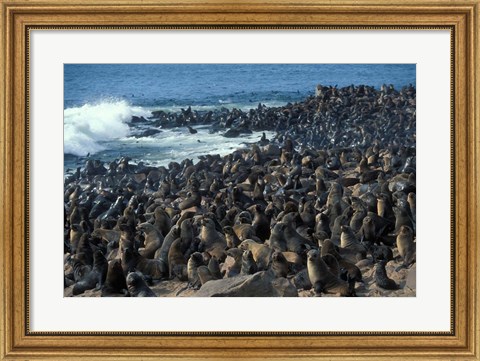 Framed Namibia, Cape Cross Seal Reserve, Group of Fur Seals Print