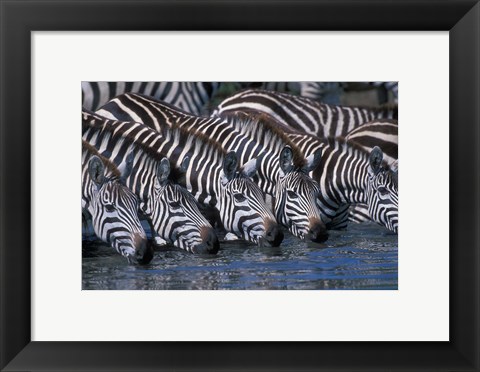 Framed Plains Zebra Herd Drinking, Telek River, Masai Mara Game Reserve, Kenya Print