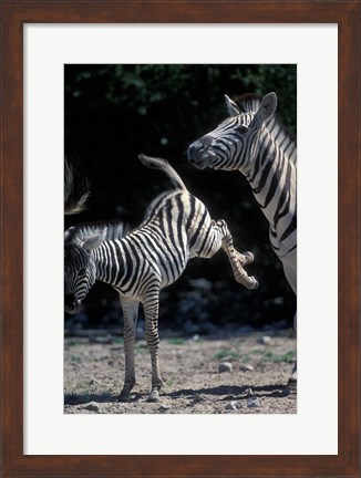 Framed Plains Zebra Kicks, Etosha National Park, Namibia Print