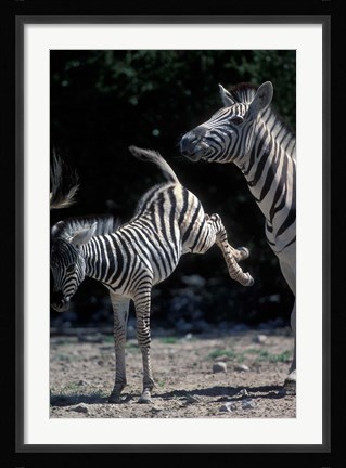Framed Plains Zebra Kicks, Etosha National Park, Namibia Print