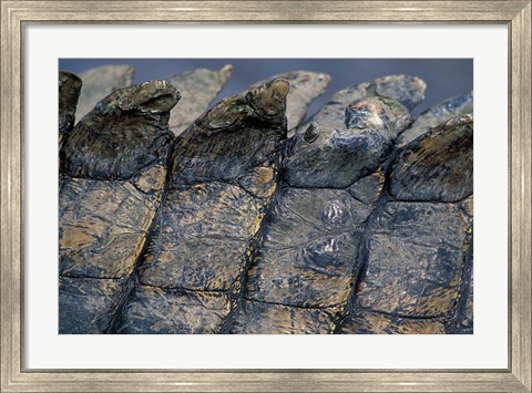 Framed Nile Crocodile, Masai Mara Game Reserve, Kenya Print