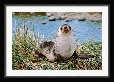 Framed Portrait of young bull, Kerguelen Fur Seal, Antarctic Fur Seal, South Georgia Print