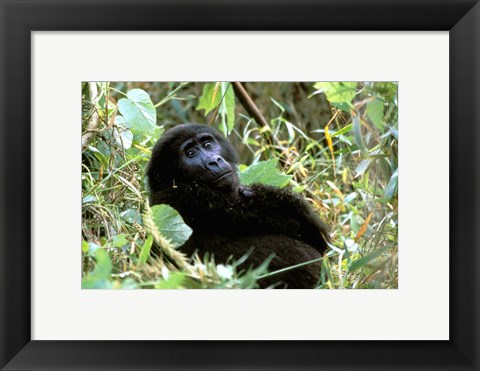 Framed Mountain Gorilla, Bwindi Impenetrable Forest National Park, Uganda Print