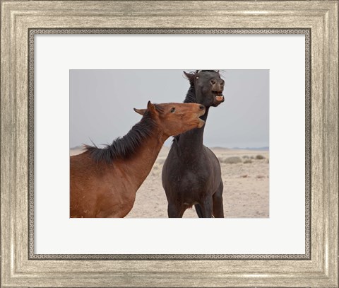 Framed Namibia, Garub. Herd of feral horses playing Print