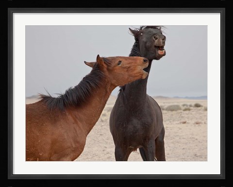 Framed Namibia, Garub. Herd of feral horses playing Print