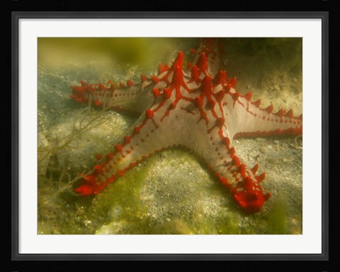 Framed Red Knobbed Starfish, Madagascar, Africa Print