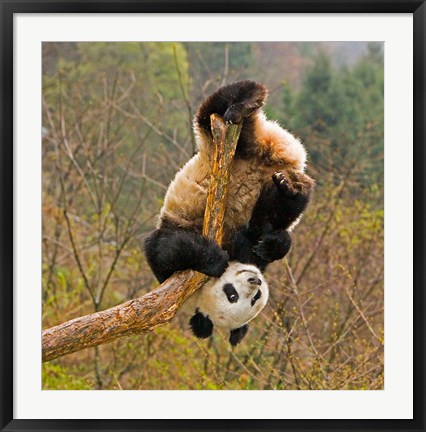 Framed Panda Bear, Wolong Panda Reserve, China Print