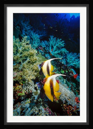 Framed Pair of Red Sea Bannerfish at Daedalus Reef, Red Sea, Egypt Print