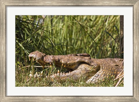 Framed Nile Crocodile, river Victoria Nile, Murchison Falls National Park, Uganda, Africa Print