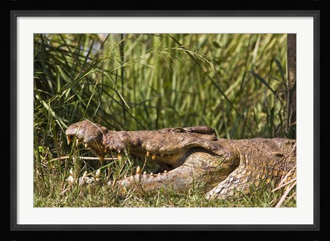 Framed Nile Crocodile, river Victoria Nile, Murchison Falls National Park, Uganda, Africa Print