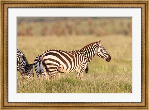 Framed Plains zebra or common zebra in Lewa Game Reserve, Kenya, Africa. Print