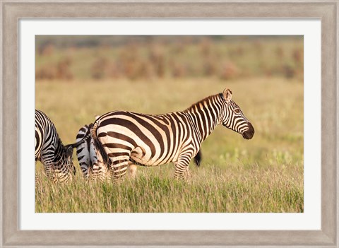 Framed Plains zebra or common zebra in Lewa Game Reserve, Kenya, Africa. Print
