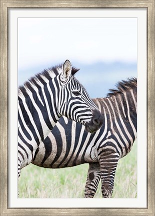 Framed Plains zebra, Lewa Game Reserve, Kenya Print