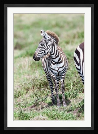 Framed Plains zebra, Maasai Mara, Kenya Print