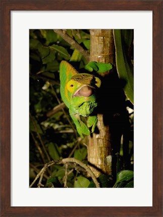 Framed Parson&#39;s chameleon lizard, Ranomafana NP, Madagascar Print