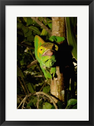 Framed Parson&#39;s chameleon lizard, Ranomafana NP, Madagascar Print