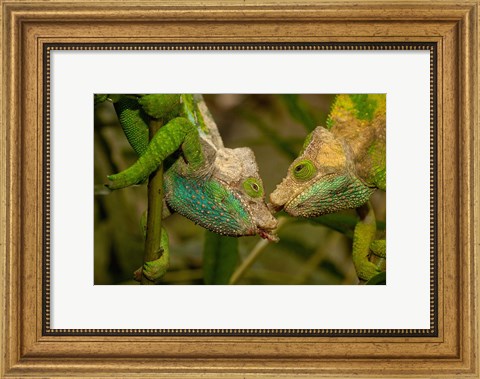 Framed Oshaughnessyi Chameleon lizard, Madagascar, Africa Print