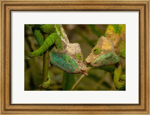 Framed Oshaughnessyi Chameleon lizard, Madagascar, Africa Print
