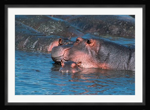Framed Mother and Young Hippopotamus, Serengeti, Tanzania Print