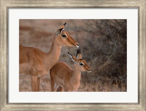 Framed Mother and Young Impala, Kenya Print