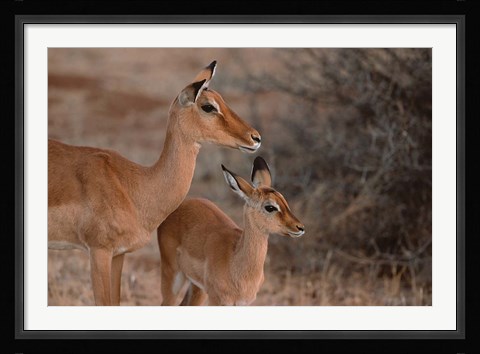 Framed Mother and Young Impala, Kenya Print