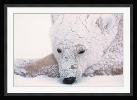 Framed Polar Bear on Hudson Bay, Churchill, Manitoba Print