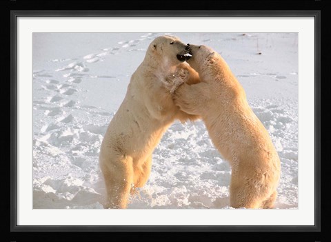 Framed Polar Bears Sparring on Frozen Tundra of Hudson Bay, Churchill, Manitoba Print