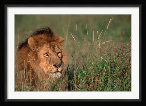 Framed Head of Male African Lion, Tanzania Print