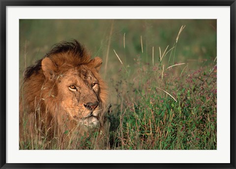 Framed Head of Male African Lion, Tanzania Print