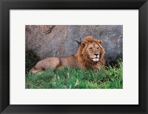 Framed Portrait of Male African Lion, Tanzania Print