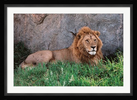 Framed Portrait of Male African Lion, Tanzania Print