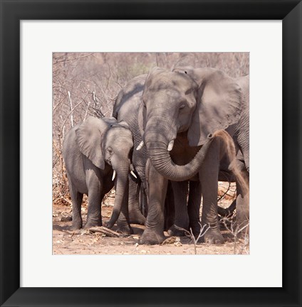 Framed Mother and baby elephant preparing for a dust bath, Chobe National Park, Botswana Print