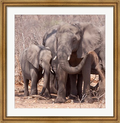 Framed Mother and baby elephant preparing for a dust bath, Chobe National Park, Botswana Print