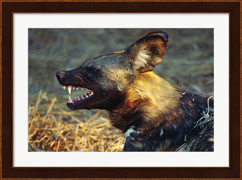 Framed Namibia. Portrait of a wild dog Print