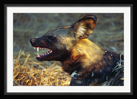Framed Namibia. Portrait of a wild dog Print