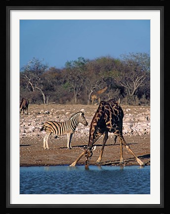 Framed Namibia, Etosha NP, Angolan Giraffe, zebra Print