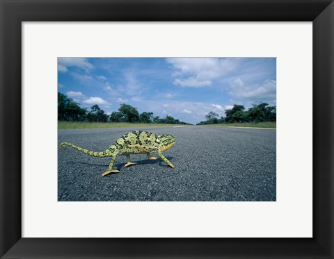 Framed Namibia, Caprivi Strip, Flap-necked Chameleon lizard crossing the road Print