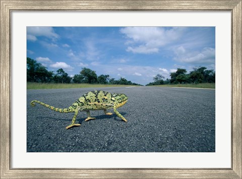 Framed Namibia, Caprivi Strip, Flap-necked Chameleon lizard crossing the road Print