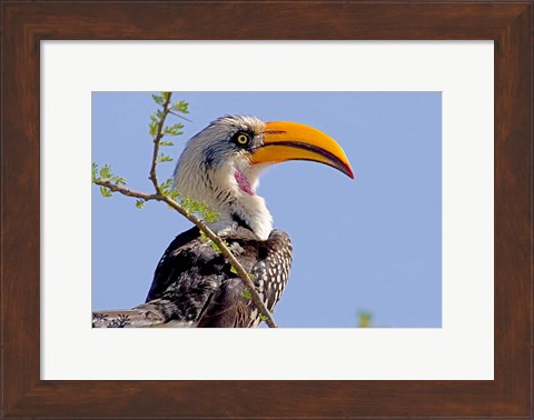 Framed Profile of yellow-billed hornbill bird, Kenya Print