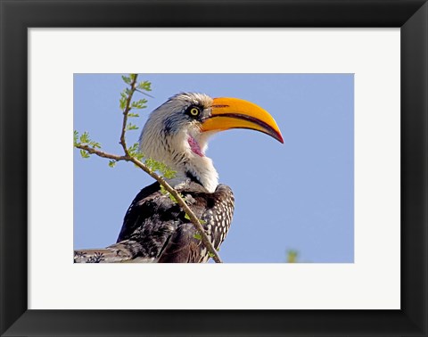 Framed Profile of yellow-billed hornbill bird, Kenya Print