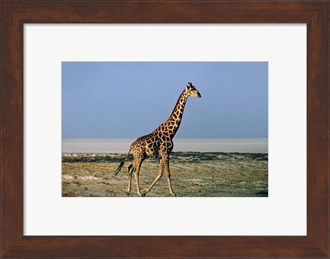 Framed Namibia, Etosha NP, Angolan Giraffe with salt pan Print